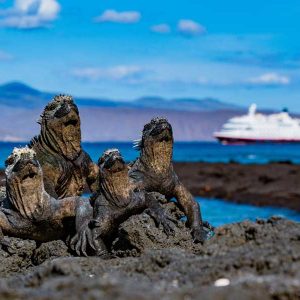 Hurtigruten Expeditie Galapagos | De beste eilanden van de Galapagos