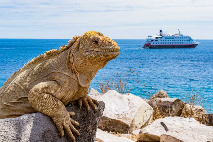 Hurtigruten Expeditie Galapagos | In de voetsporen van Darwin incl. Machu Picchu