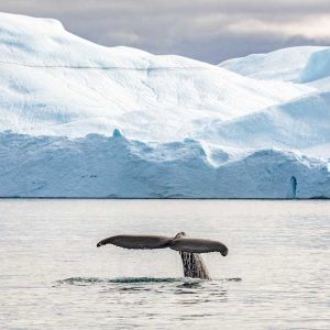 Hurtigruten Expeditie Groenland | De IJsreuzen van Disko Bay
